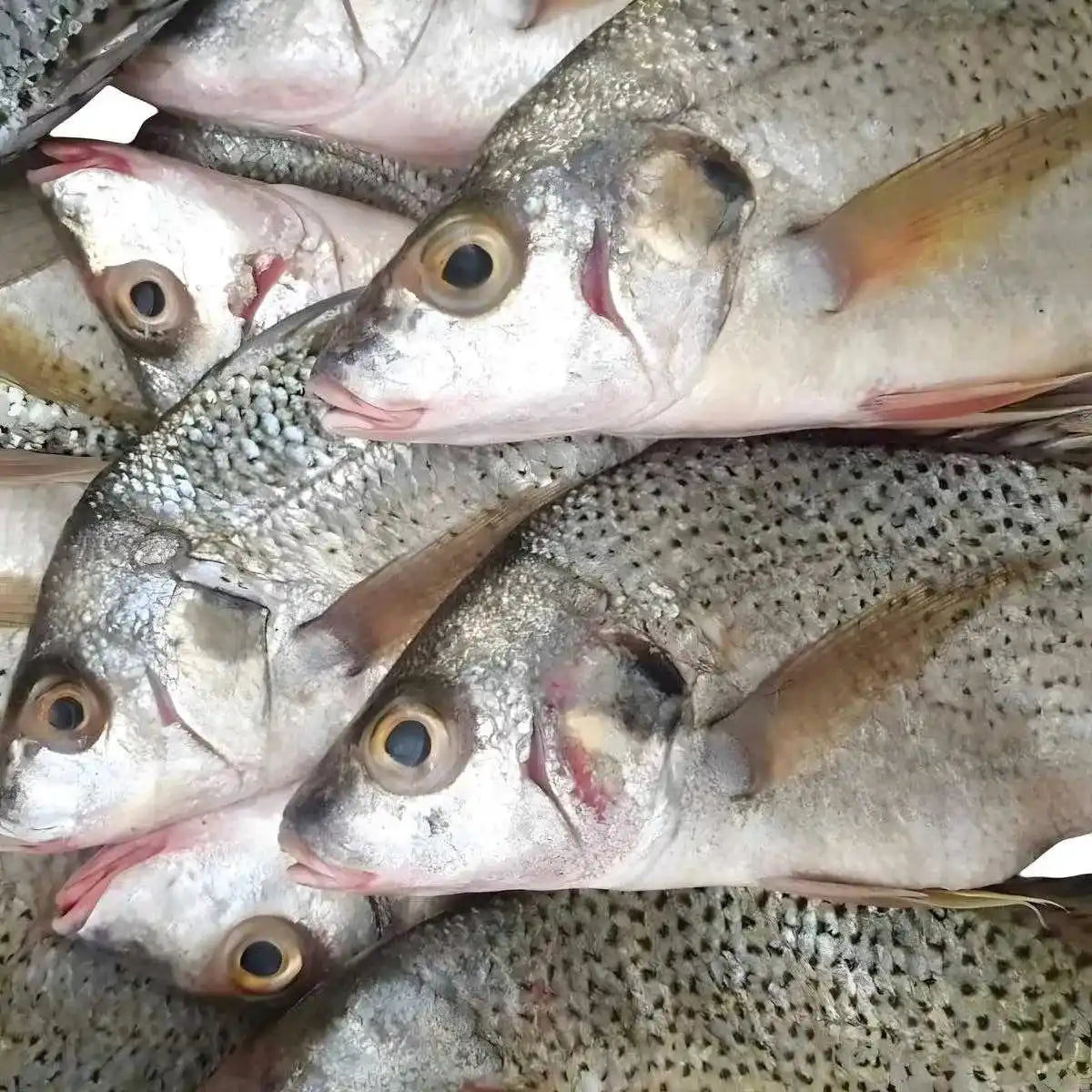 Gros plan sur plusieurs Sompatte - Poissons Surgelés empilés, prêts à être cuisinés. Chair tendre et goût authentique.