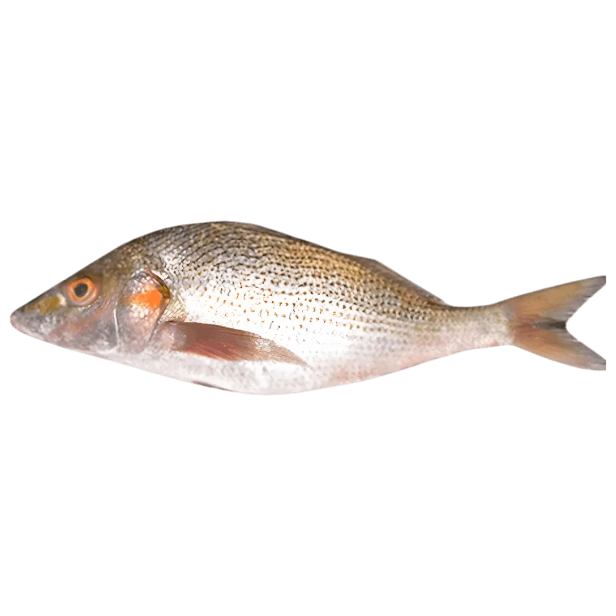 Sompatte - POISSON - NKOSI, poisson surgelé entier à chair tendre, idéal pour grillades ou plats en sauce. Produit de la mer frais et congelé.
