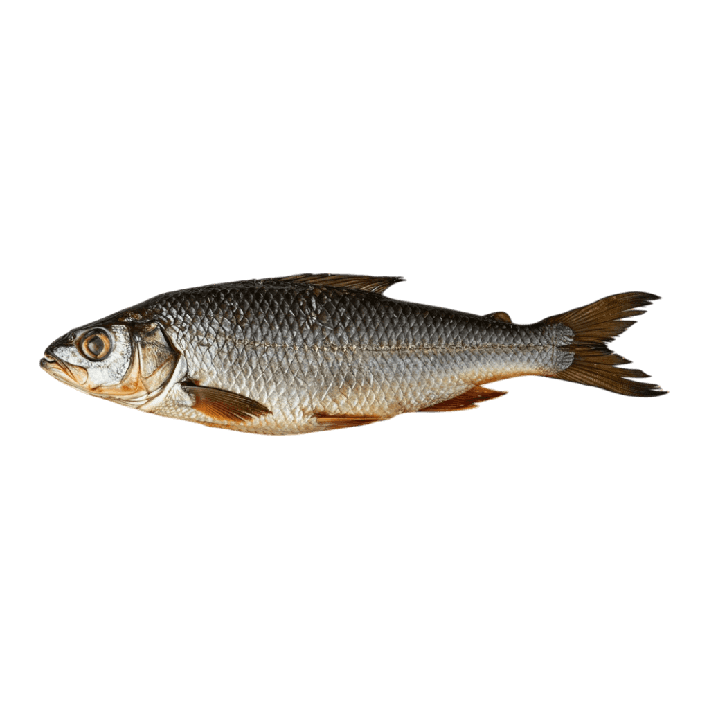 Tambour / Capitaine NANKA fumé - POISSON - NKOSI, poisson entier fumé à la peau argentée et aux nageoires dorées, produit surgelé de qualité.