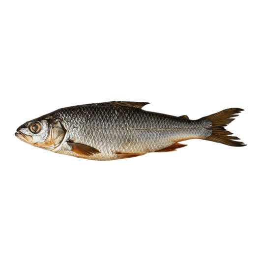 Tambour / Capitaine NANKA fumé - POISSON - NKOSI, poisson entier fumé à la peau argentée et aux nageoires dorées, produit surgelé de qualité.