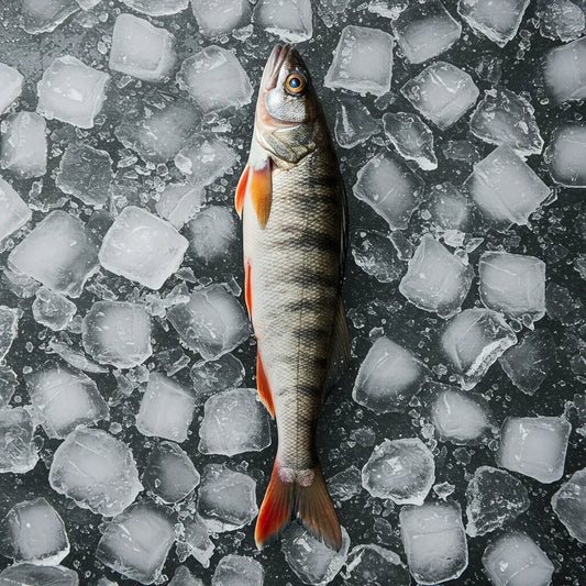 Tambour Capitaine NANKA - Poisson entier surgelé aux reflets brillants, présenté sur glace pour préserver sa saveur délicate.