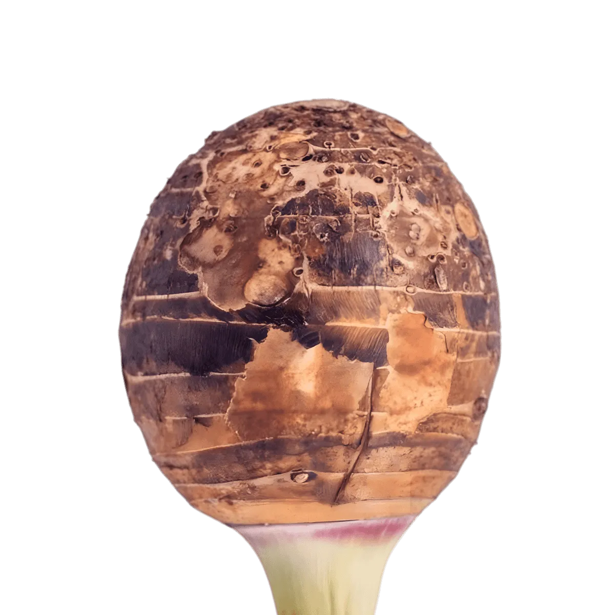 Racine entière de taro frais montrant sa peau rugueuse, utilisée avant découpe et surgélation. FRUITS / LÉGUME / PLANTE SURGELÉ - NKOSI.