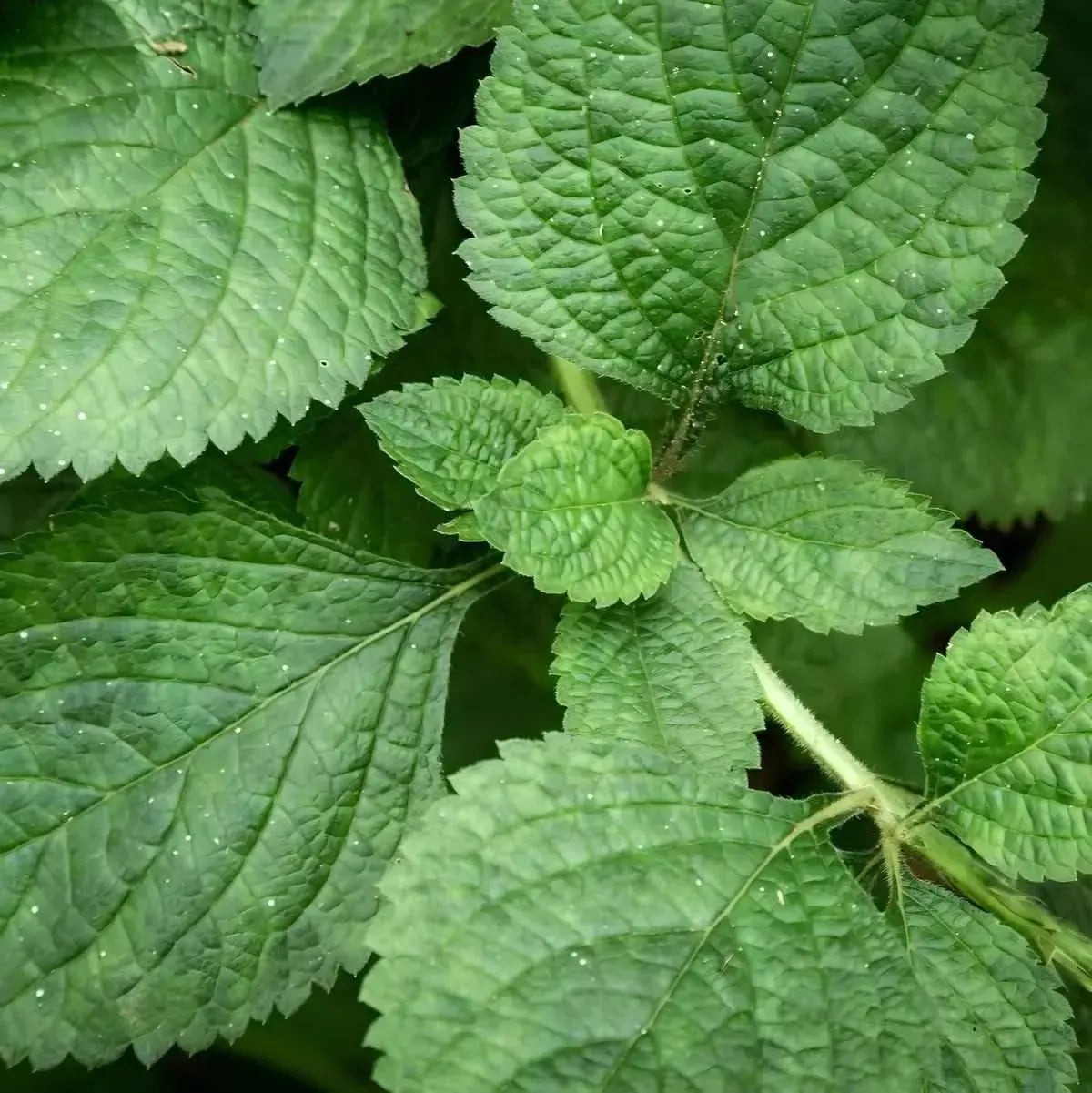 Gros plan sur des feuilles de menthe verte fraîche, ingrédient principal du thé menthe sèche NANA, infusion naturelle et aromatique.