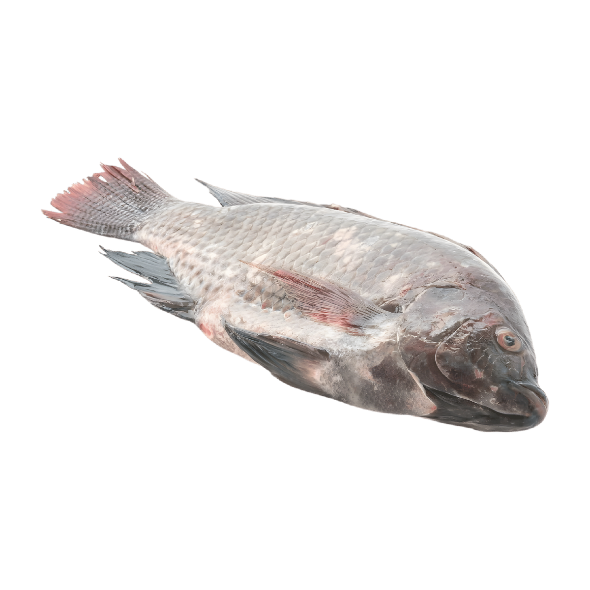 Poisson tilapia surgelé entier, texture tendre et goût doux, parfait pour recettes variées. Tilapia frais à commander en ligne facilement.