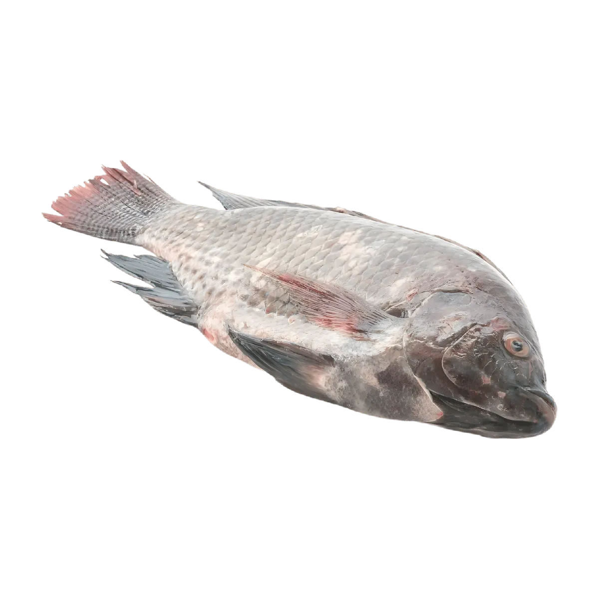 Poisson tilapia surgelé entier, texture tendre et goût doux, parfait pour recettes variées. Tilapia frais à commander en ligne facilement.