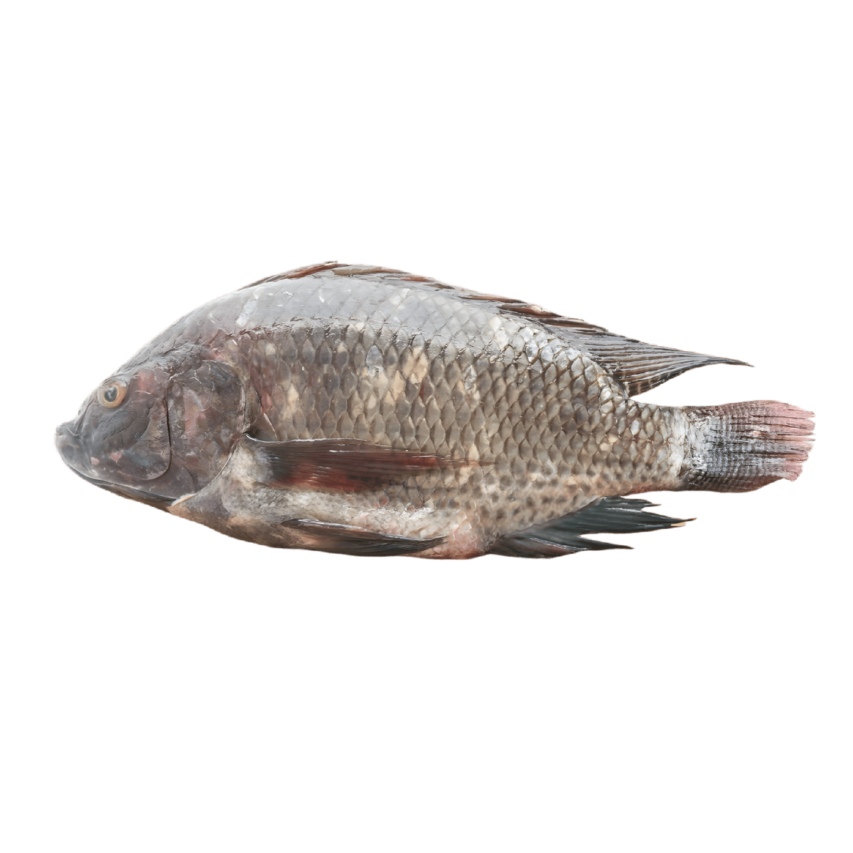 Tilapia