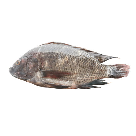 Tilapia