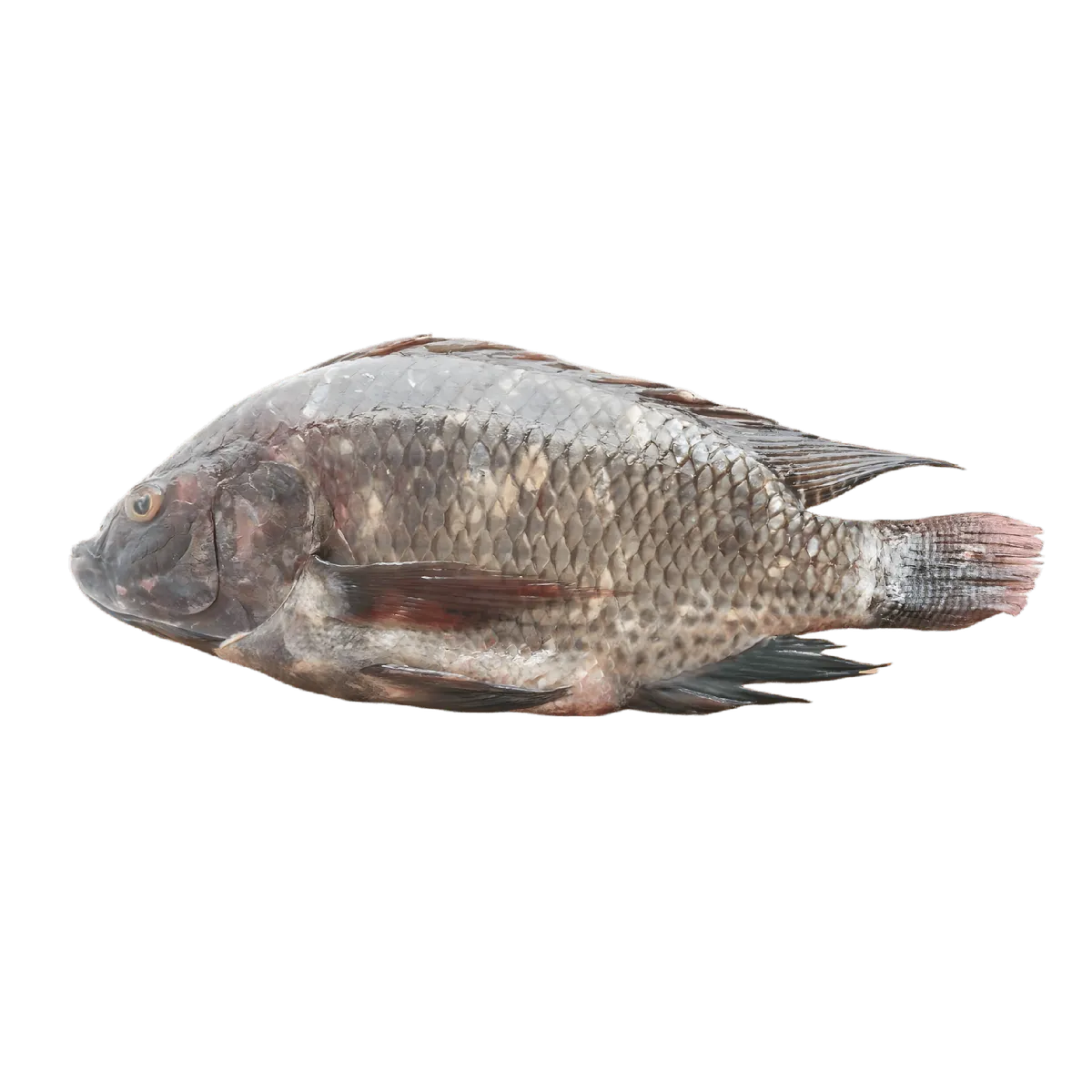 Tilapia frais entier avec peau, prêt à cuire, idéal pour grillades ou plats en sauce. Acheter tilapia frais en ligne, sélection de qualité.