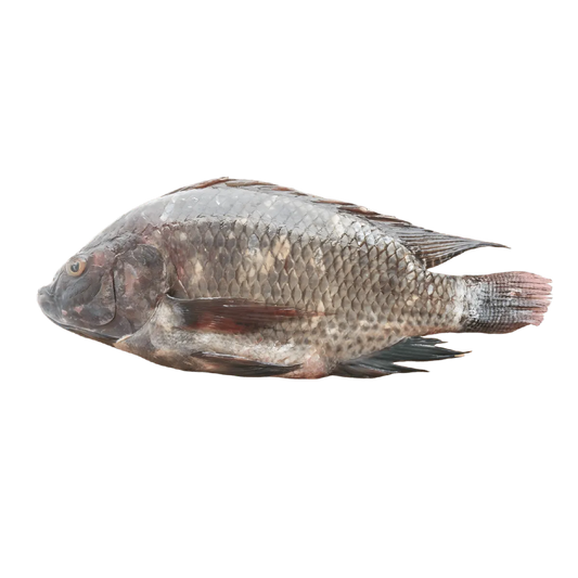 Tilapia frais entier avec peau, prêt à cuire, idéal pour grillades ou plats en sauce. Acheter tilapia frais en ligne, sélection de qualité.