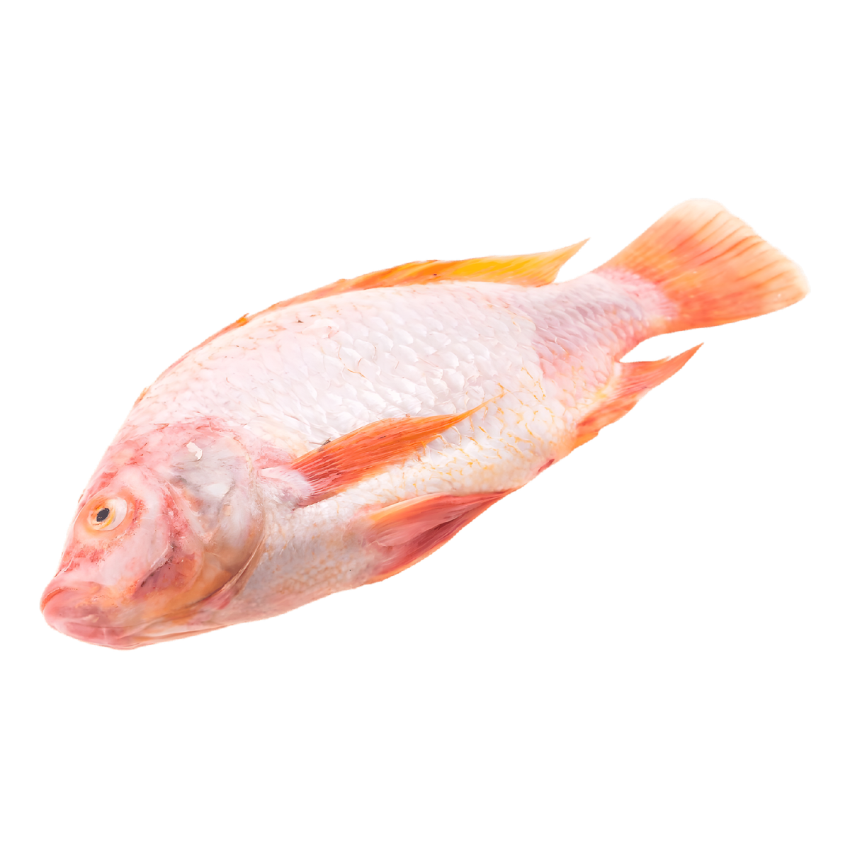 Tilapia rouge