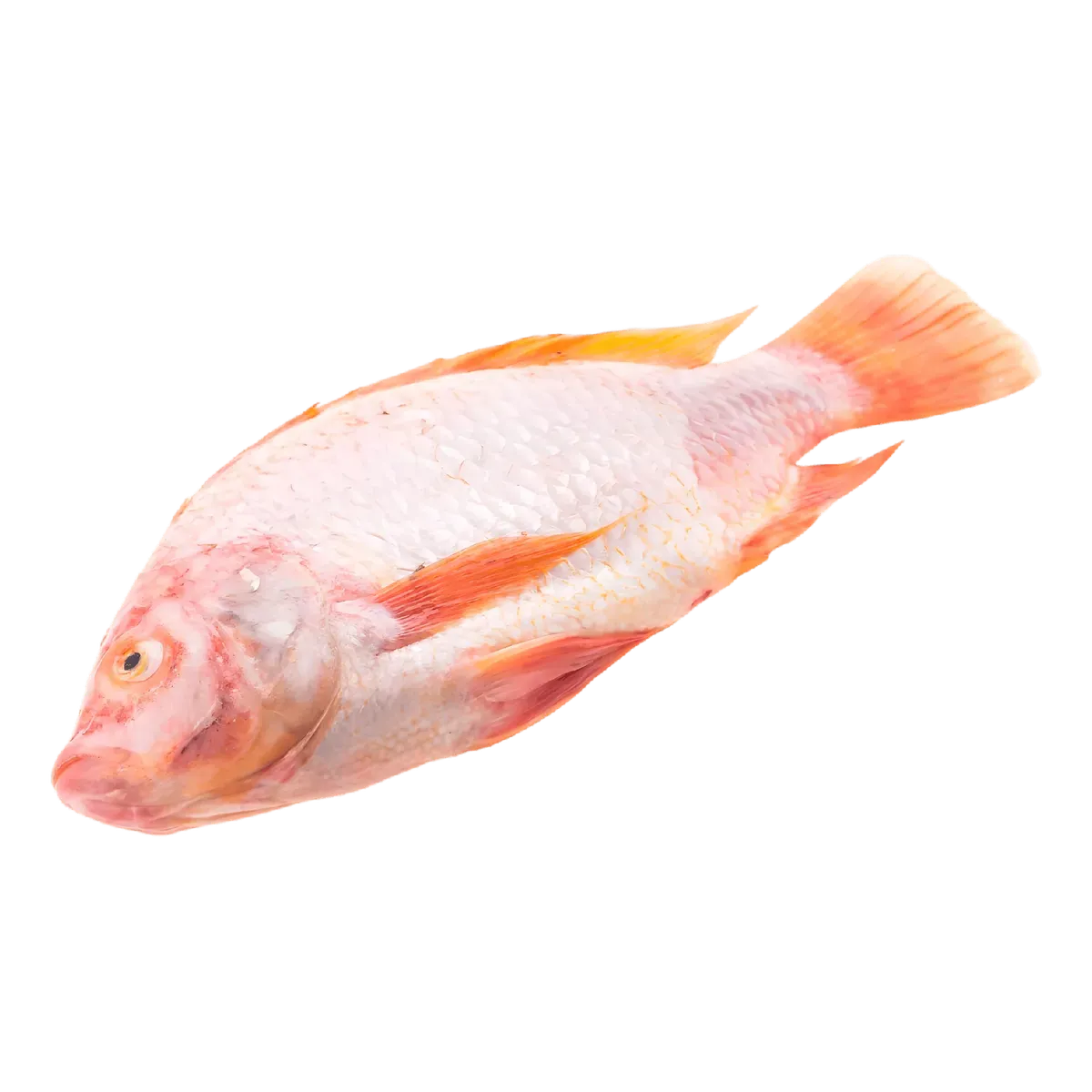 Vue latérale du tilapia rouge entier, peau brillante et nageoires orangées. Poisson d'eau douce à chair tendre et goût subtil.