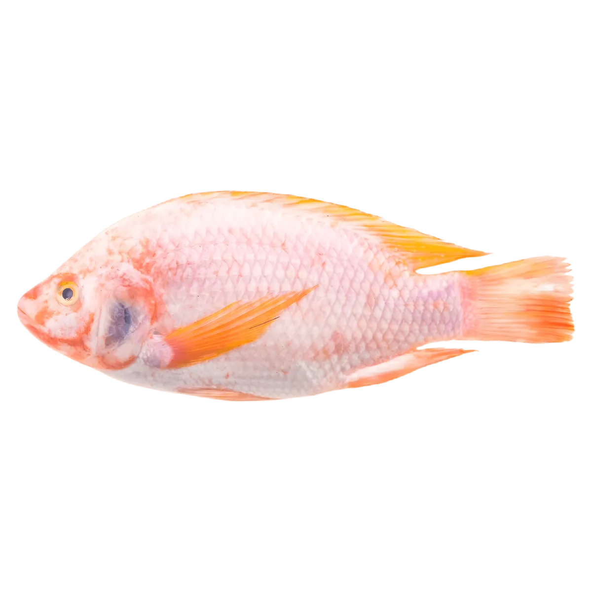 Tilapia rouge entier, poisson d'eau douce à chair tendre et goût subtil, idéal pour grillades ou cuisson vapeur en cuisine gastronomique.