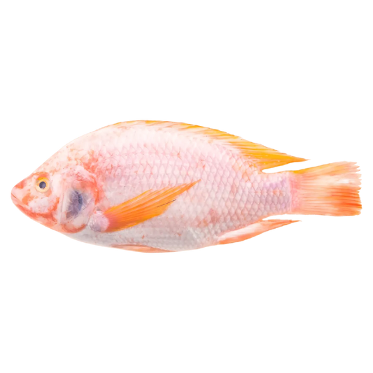 Tilapia rouge entier, poisson d'eau douce à chair tendre et goût subtil, idéal pour grillades ou cuisson vapeur en cuisine gastronomique.