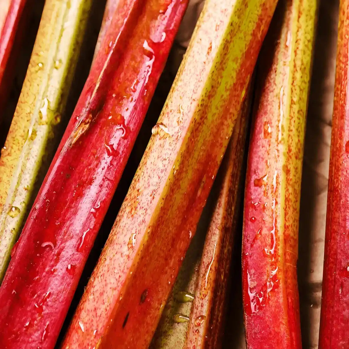 Tiges fraîches de rhubarbe rouge et verte, ingrédient principal de la tisane RICHTER, reconnue pour ses propriétés apaisantes et digestives.
