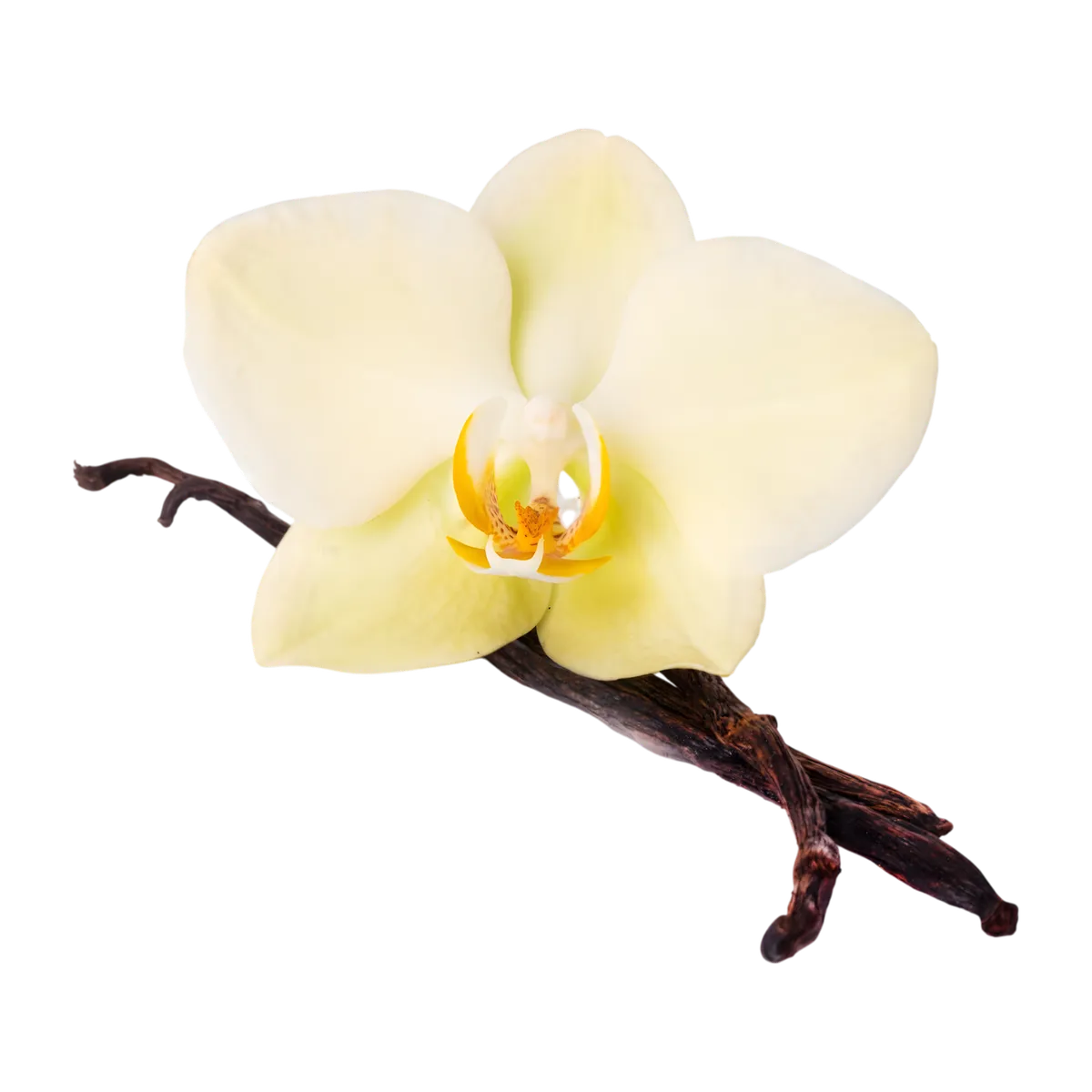 Fleur de vanille jaune pâle posée sur deux gousses Vanille Bourbon CHALEUR CREOLE, illustrant l'origine naturelle et l'arôme riche du produit.