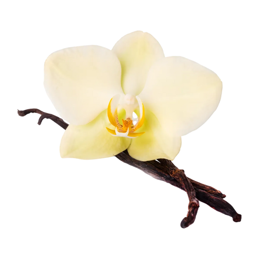 Fleur de vanille jaune pâle posée sur deux gousses Vanille Bourbon CHALEUR CREOLE, illustrant l'origine naturelle et l'arôme riche du produit.