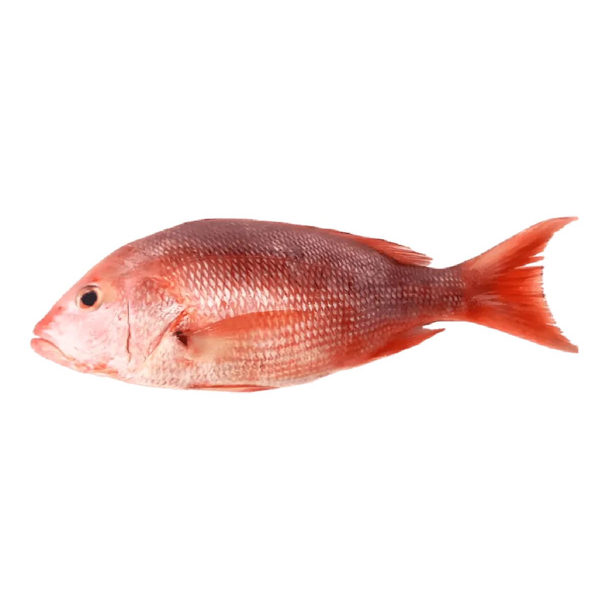 Vivaneau entier frais, poisson à chair ferme et goût subtil, idéal pour grillades ou cuisson vapeur. Produit de la mer de haute qualité.